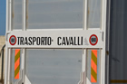 Cavalli