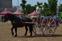 Equestrian