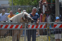 Equestrian