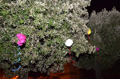 Festa