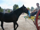 Fiera
