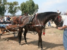 Fiera