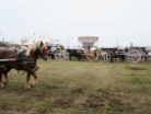 Fiera