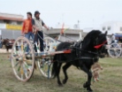 Fiera