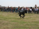 Fiera