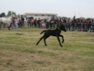 Fiera