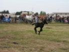 Fiera