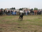 Fiera