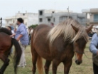 Fiera