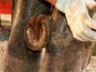 Il