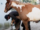 Il