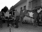 Il