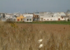 Noha