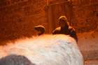 Presepe