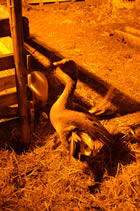 Presepe