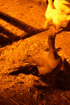 Presepe