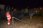 Presepe