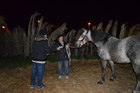 Presepe