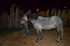 Presepe
