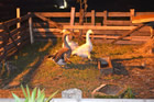 Presepe