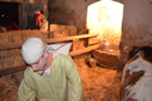 Presepe