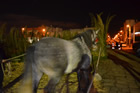 Presepe