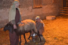 Presepe