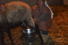 Presepe