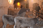 Presepe