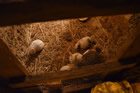 Presepe