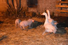 Presepe