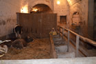 Presepe