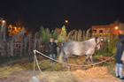 Presepe