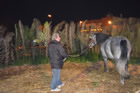 Presepe
