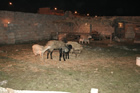 Presepe