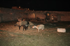 Presepe
