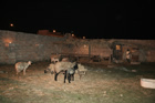 Presepe