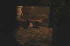 Presepe