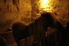 Presepe