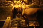 Presepe