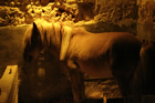 Presepe