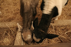 Presepe