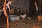 Presepe