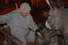 Presepe
