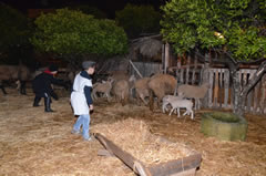 Presepe