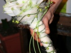 Sfilata
