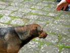 Tutti