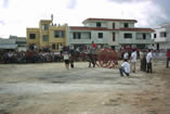 fiera