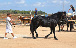 Fiera