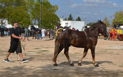 Fiera
